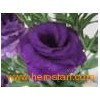 fresh_cut_eustoma