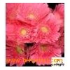 Fresh_Cut_Flower_Chrysanthemum_Gerbera_jamesonii2
