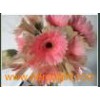 Fresh_Cut_Flowers_Gerbera_Honey