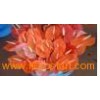 anthurium