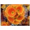 Fresh_Cut_Flower_Chrysanthemum_Gerbera_jamesonii10