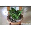 Sansevieria Mini Plant
