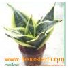Indoor_Sun_Foliage_Plants_Sansevieria_Golden_Hahnii