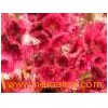 Fresh_Cut_Flower_Chrysanthemum_Gerbera_jamesonii7