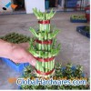 Lucky bamboo