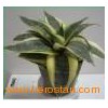 Indoor_container_Foliage_Plants_Sansevieria_Golden_Hahnii