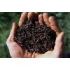 Organic Fertilizer