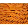Sell Frseh Carrots - Egyturk Company