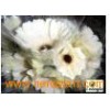 Fresh_Cut_Flower_Chrysanthemum_Gerbera_jamesonii6