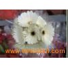 Fresh_Cut_Flowers_Gerbera_White_Prince