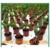 Indoor_Green_Foliage_Bedding_Plants_Cycas_revolute