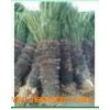 Tropics_large_outdoor_foliage_plants_Cycas_revolute