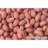 New Crop Peanut Kernels