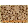 New Crop Peanut in Shell