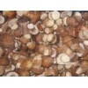 FROZEN MUSHROOM BOLETUS EDULIS