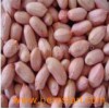 Peanut Kernels