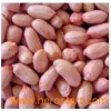 Peanut Kernel
