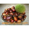 Fresh Chestnut