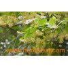 Tilia Miqueliana Maxim , Chinese Herbal Medicines Linden Fl