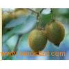 Fresh_Kiwi_Fruit2