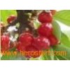 organic_fresh_cherry_fruit