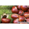 Sell fresh chestnut