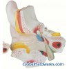 Model of Anatomy of Magnified Ear Model (M3310)