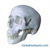 Life-Size Skull Model