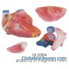 Anatomy of Magnified Heart Model (M3304)