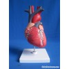 Heart Model (SMD0886)