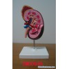 Kidney Model (SMD0649)