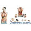 Human Torso (M3301)