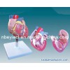 Dissection Model of Heart (EYAM-29)