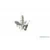 Life-Size Pelvis with 5PCS Lumbar Model