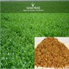 Alfalfa Grass Seeds (  Medicago sativa )