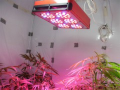 Particularly good quality and low price Led hydroponics grow lighting special图2